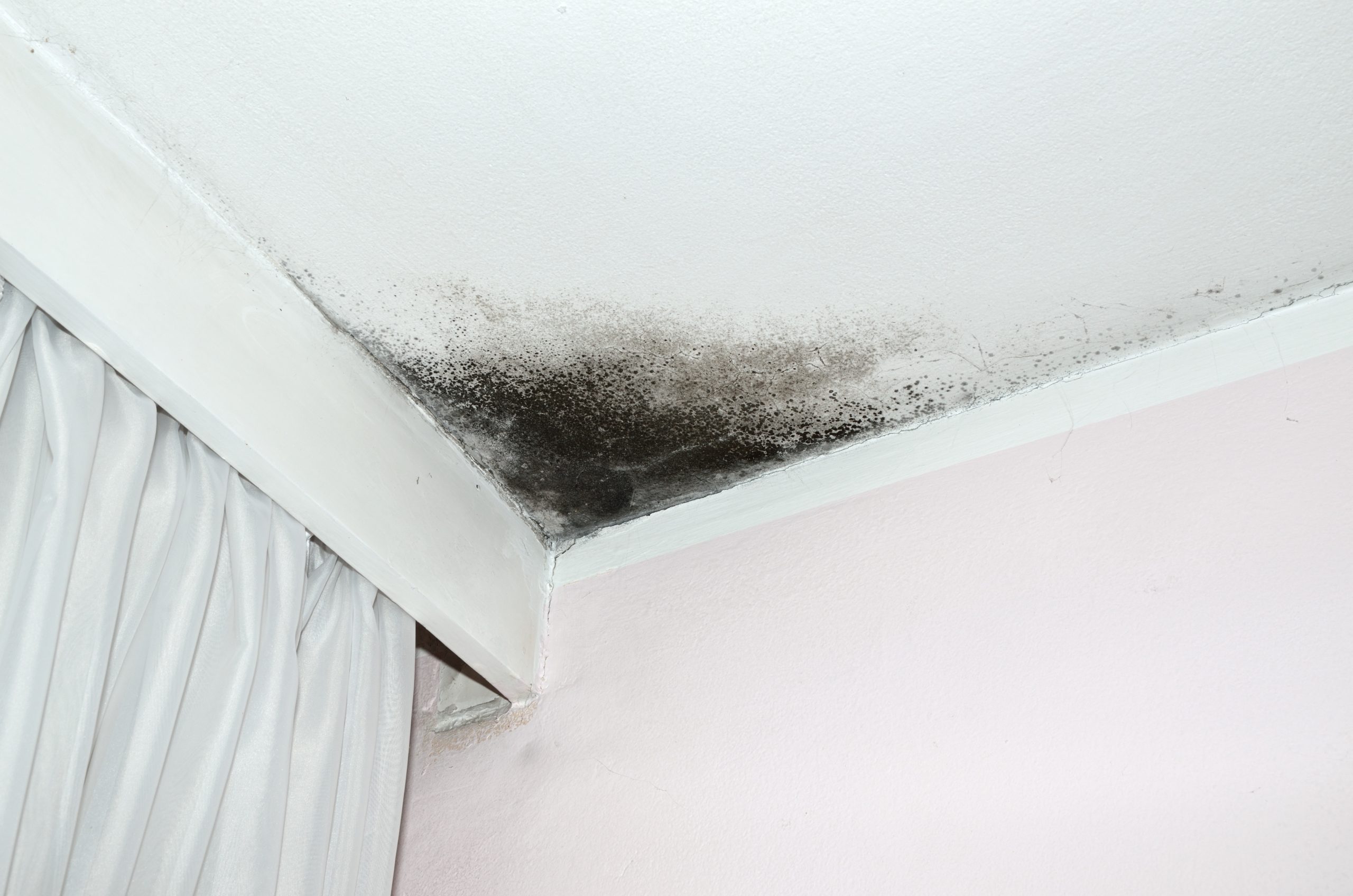 Getting Rid Of Mold On Your Ceiling In