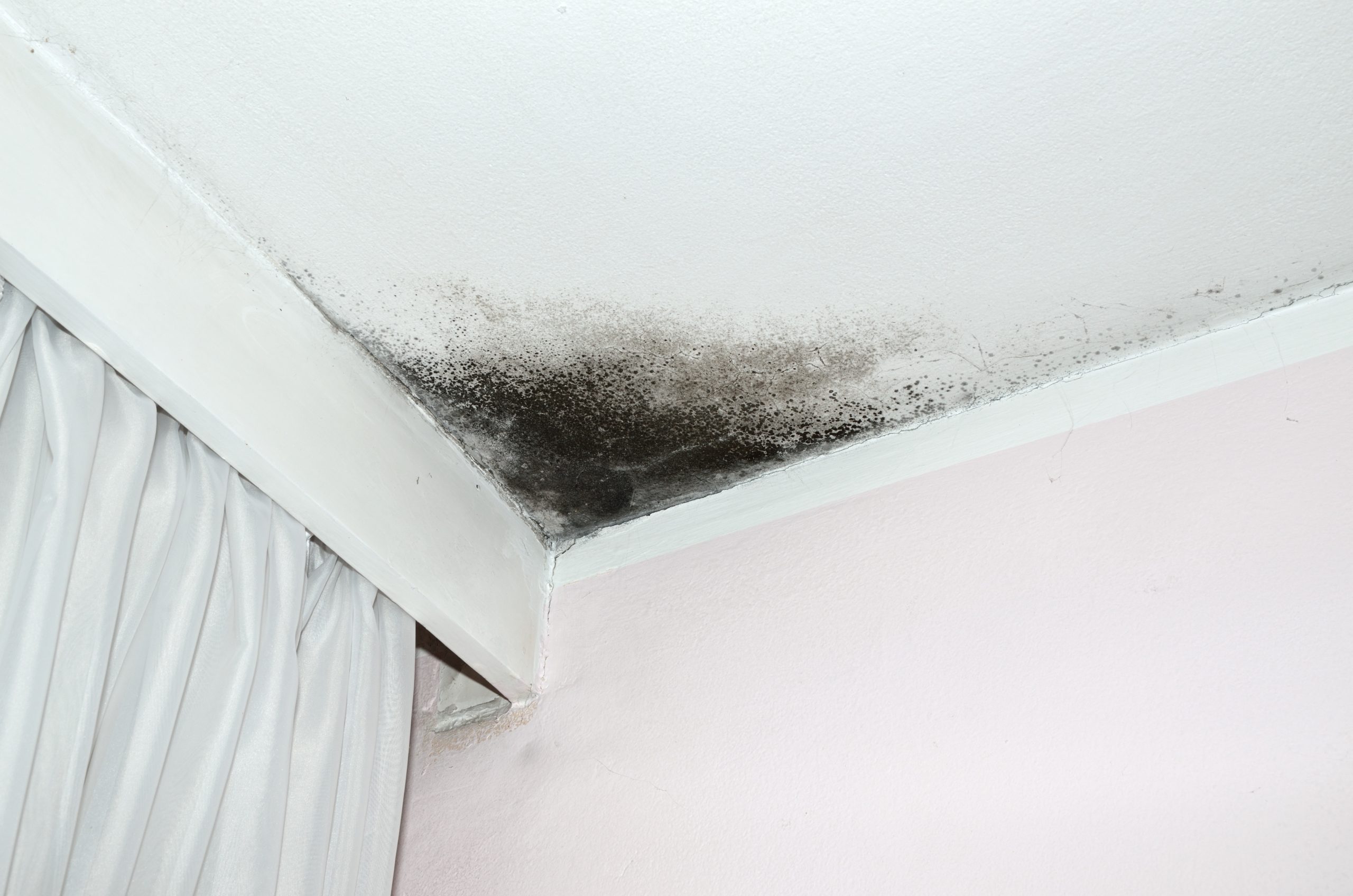 Black Mold on Your Bathroom Ceiling? Read This First