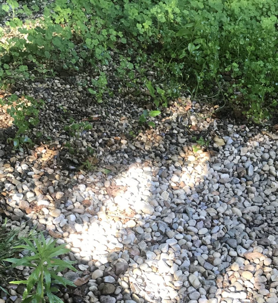 EP122 Natural Weed Killer, Deck Stains, and the Hackley & Hume Homes