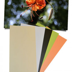 Benjamin Moore Colors (left to right): 2155-60, OC-117, 2139-10, 2028-40, 2015-40